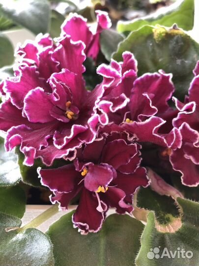 Фиалки сортовые