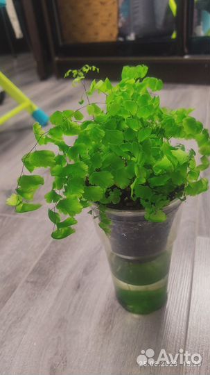 Адиантум tenerum Sleeping Beauty Roseum