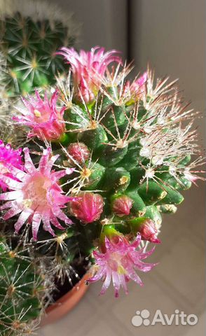 Кактус Мамилярия 2 вида. Цветёт