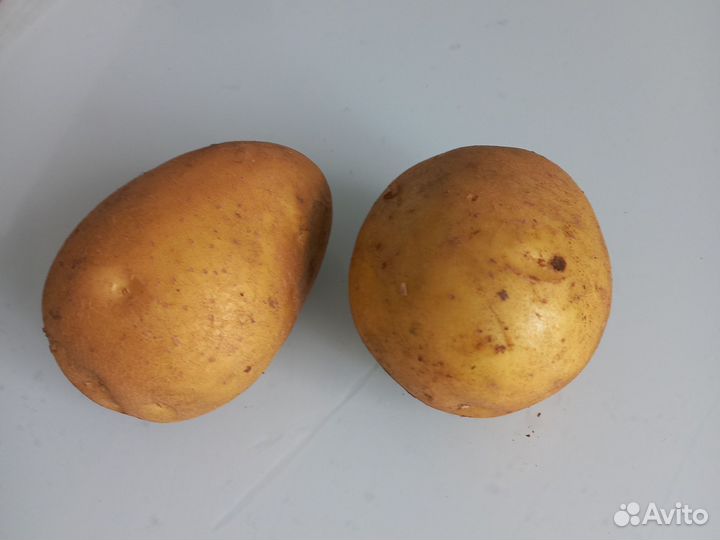 Картофель свежий урожай