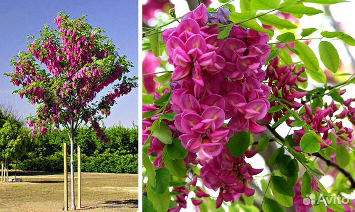 Редкие растения для сада с доставкой. Саженцы