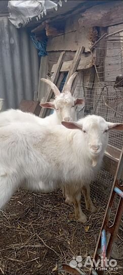 Продам козлов