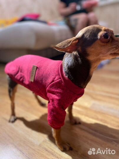 Одежда для маленьких собак
