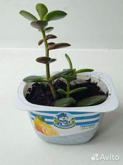 Денежное дерево.Толстянка(крассула)