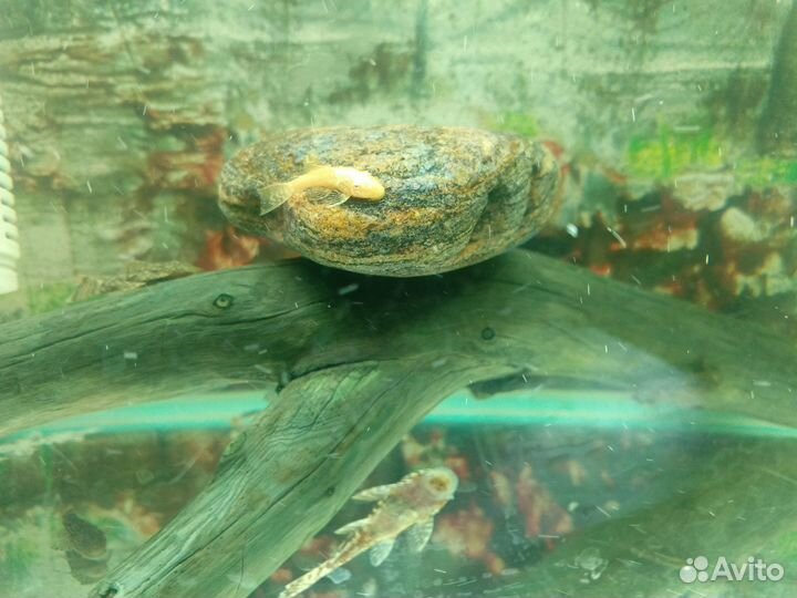 Анциструсы