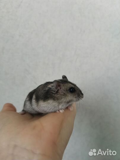 Джунгарский хомяк