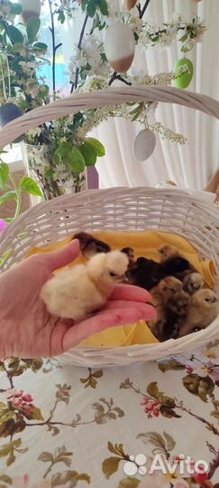 Китайские шёлковые курочки, павлины