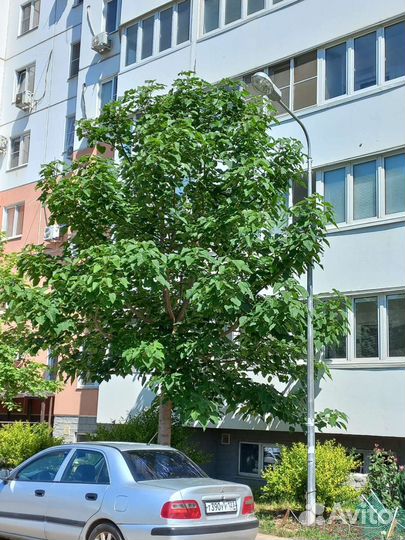 Саженцы павловнии FTE после тех среза