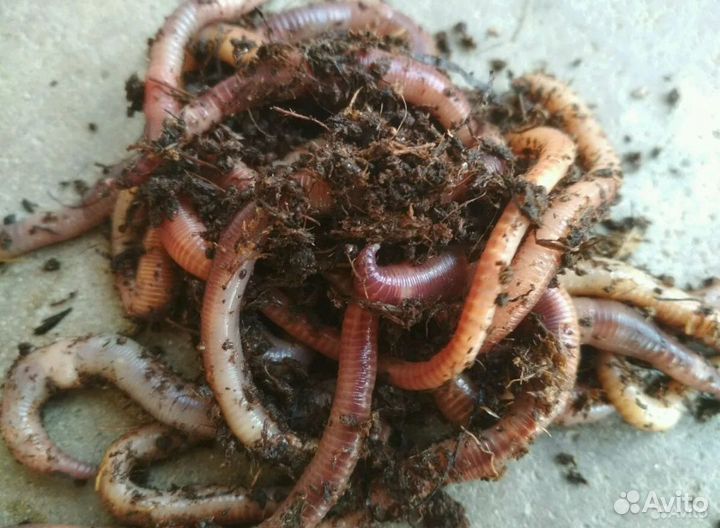 Червь дендробена