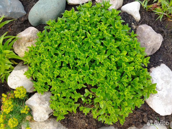 Хоста, многолетние растения