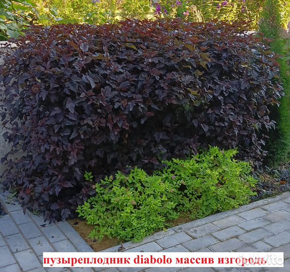 Пузыреплодник diabolo