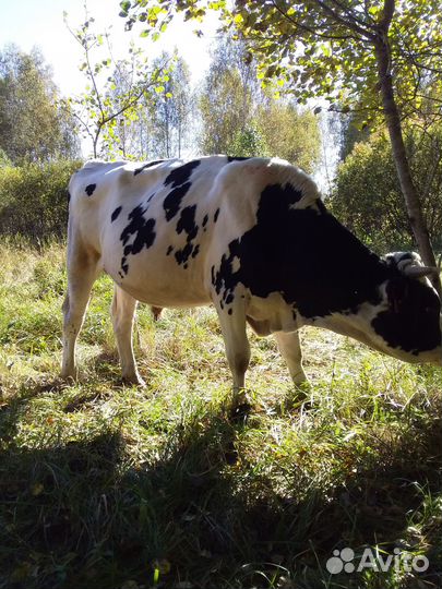 Быки на мясо