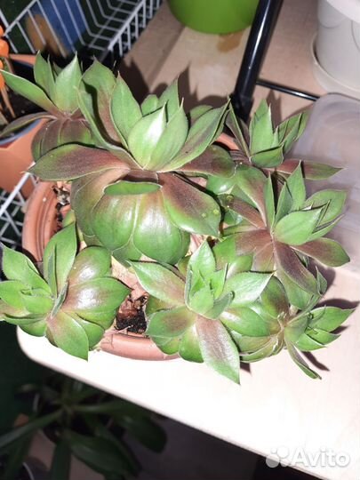 Молодило каменная роза