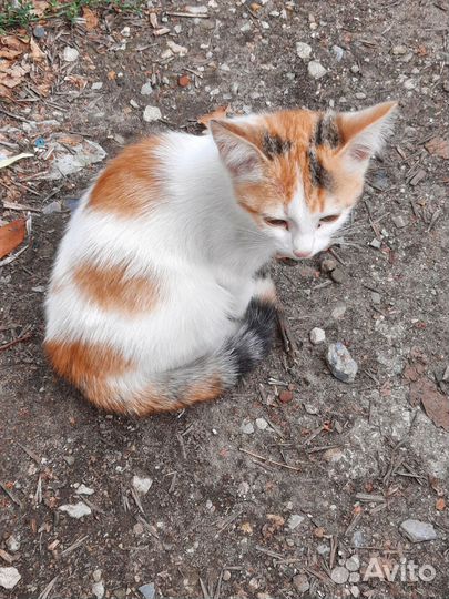 Котята в опасности