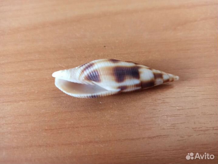 Морская раковина