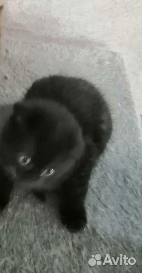 Отдам в добрые руки