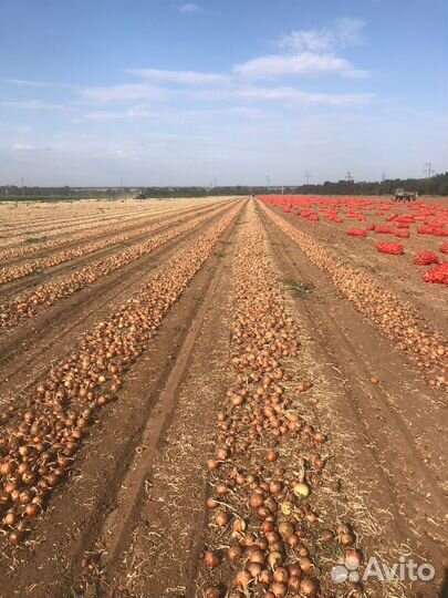 Лук репчатый оптом и Арбуз