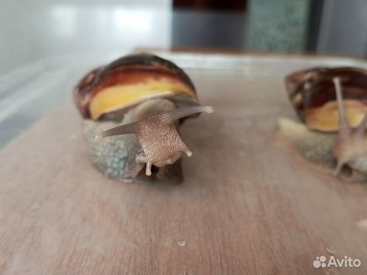 Улитки ахатины