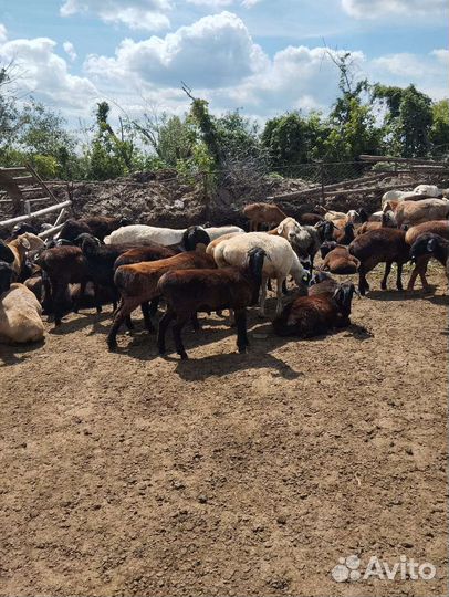 Овцы бараны