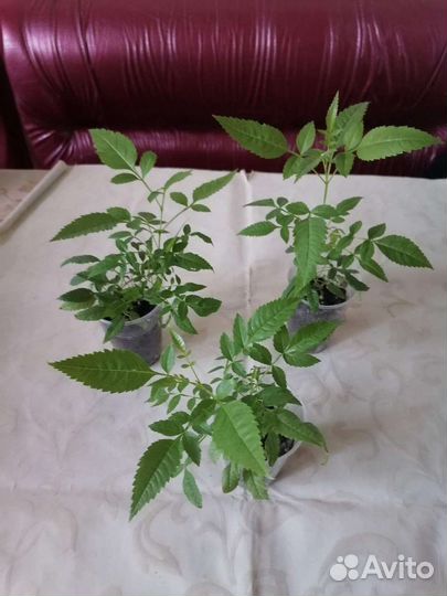 Экзотика. Текома Гарроча, Русселия, Бравалия