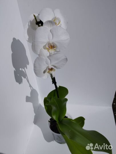Цветущие орхидеи фаленопсис и отцветы