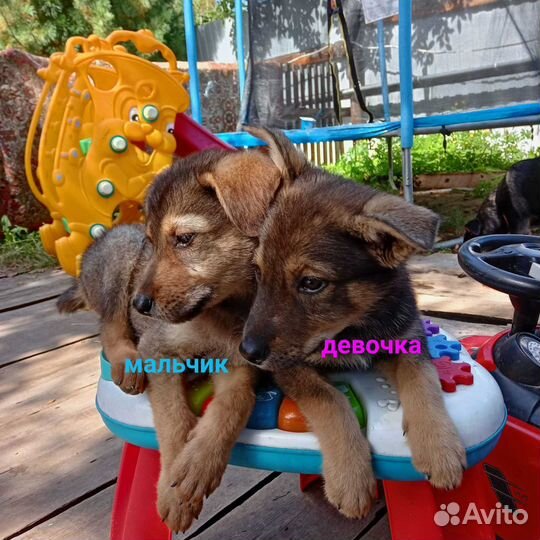 Щенки в добрые ответственные руки