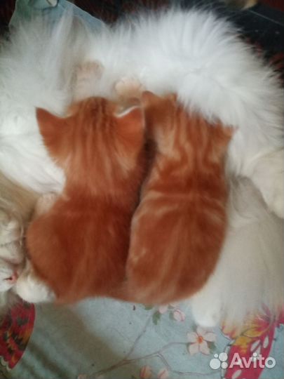 Котята рыжие на счастье