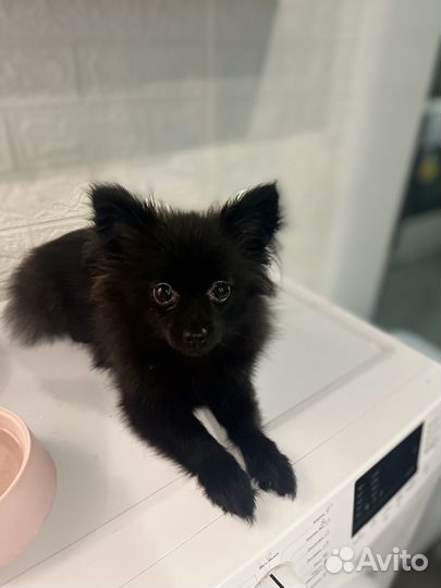 Щенки шпица мини