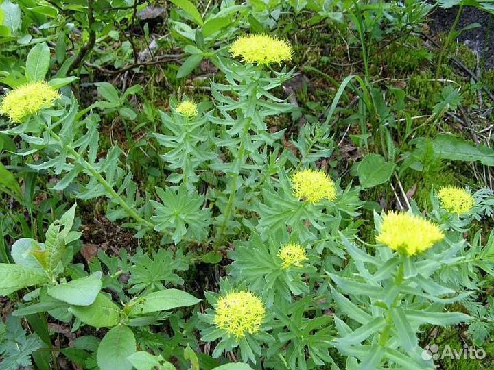 Семена родиолы розовой (золотой корень)