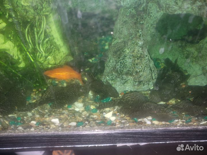 Аквариумные рыбки