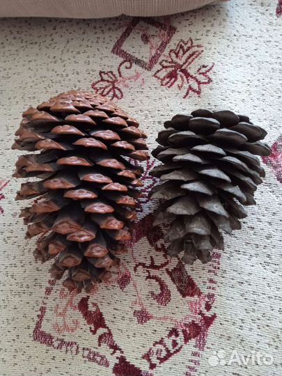 Шишки для декора