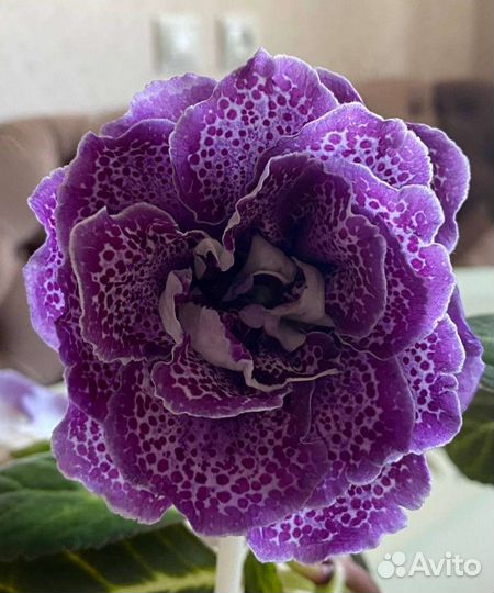 Глоксиния новинки 2023