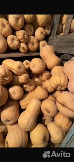 Тыква матильда оптом