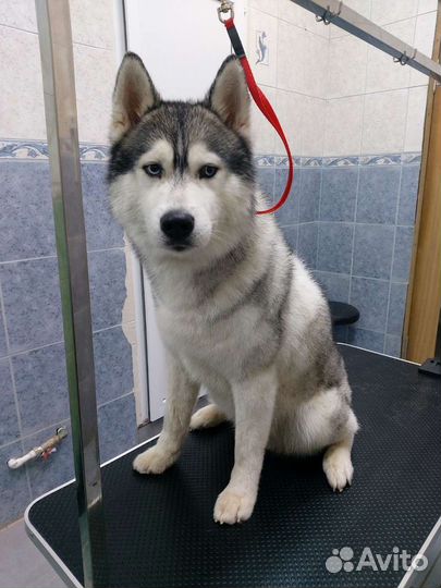 Стрижка собак и кошек