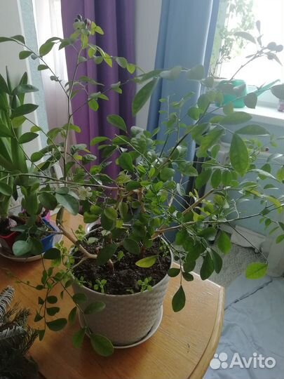 Муррайя метельчатая