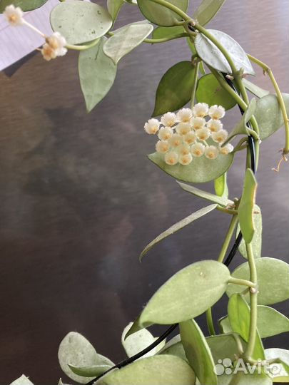 Хойя лакуноза эскимо сильвер