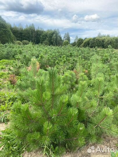 Сосна черная / австрийская