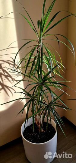 Пальма драцена в керамическом горшке