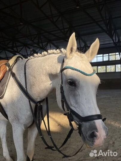 Анатомическая уздечка