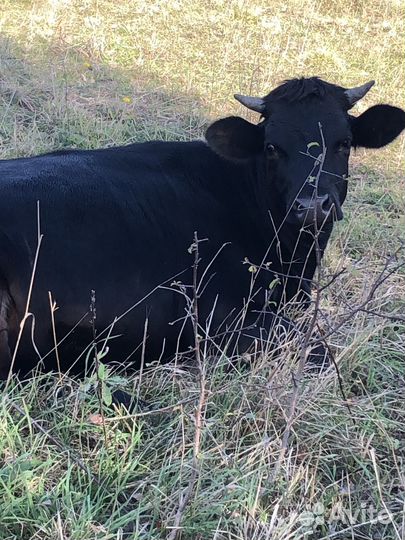 Быки,нетели,телки,дойная корова