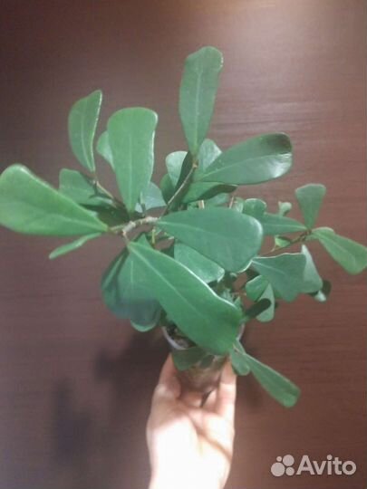 Фикус Треугольный мини