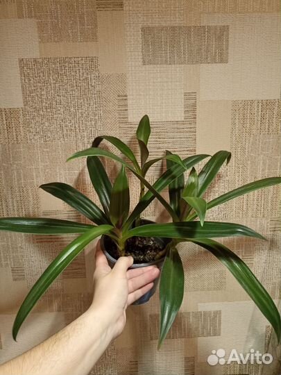 Традесканция рео (обновлено)