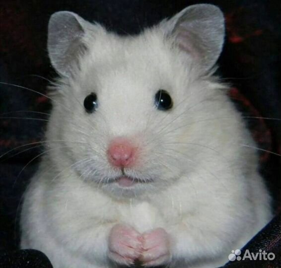 Сирийский хомяк