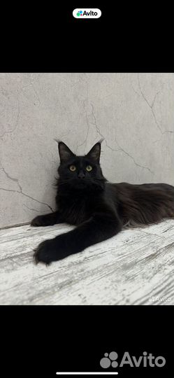 Котята мейн-кун черный