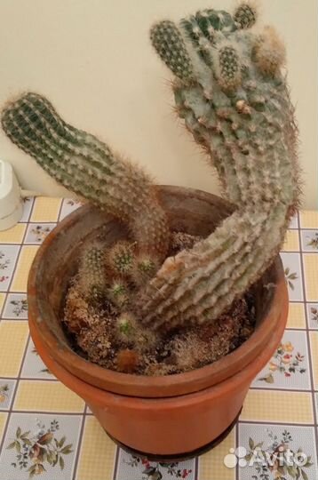 Кактус с детками