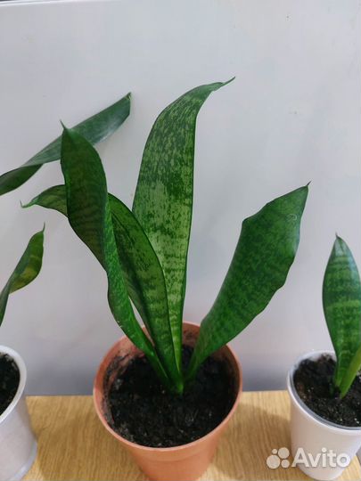 Сансевиерия робуста, ханни