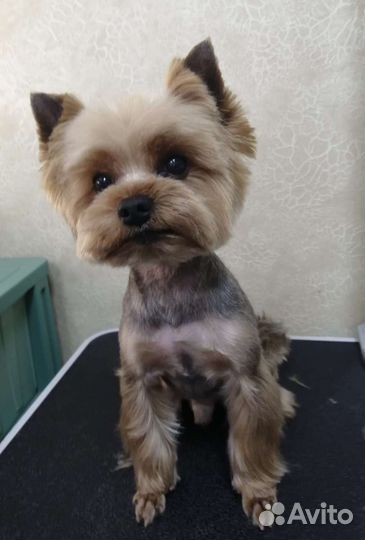 Груминг студия