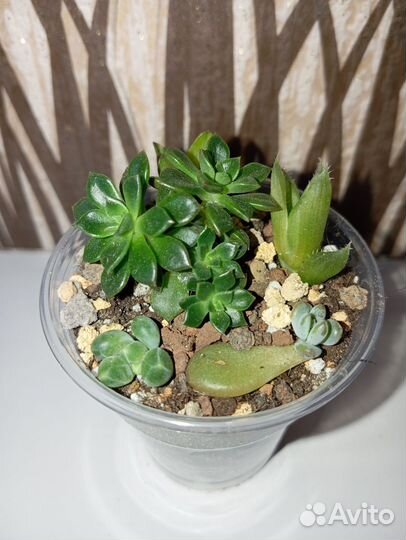 Суккуленты