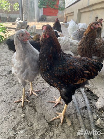 Виандот,брама изабель