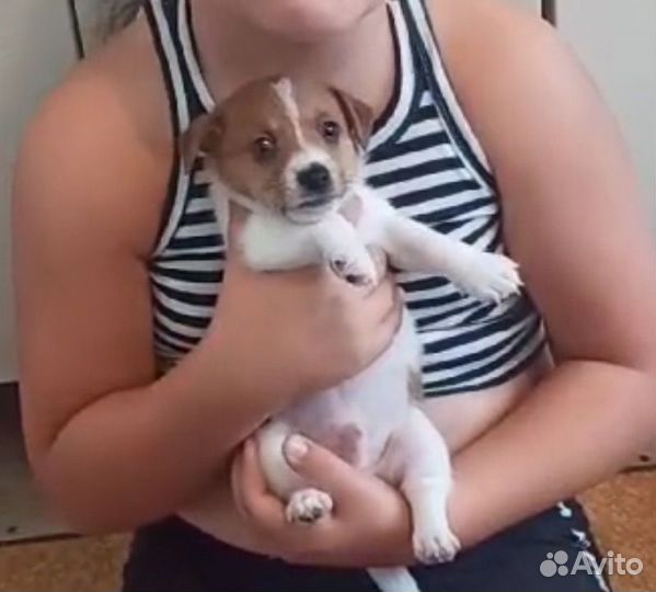 Джек Рассел щенок